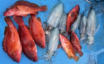 真冬のボート釣りでアオリイカとアカハタを好捕【大分】 刺身＆唐揚げに舌鼓！