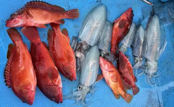 真冬のボート釣りでアオリイカとアカハタを好捕【大分】 刺身＆唐揚げに舌鼓！