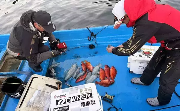 「真冬のボート釣りでアオリイカとアカハタを好捕【大分】 刺身＆唐揚げに舌鼓！」の画像