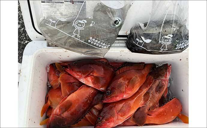 真冬のボート釣りでアオリイカとアカハタを好捕【大分】 刺身＆唐揚げに舌鼓！