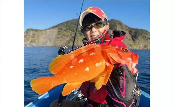 「真冬のボート釣りでアオリイカとアカハタを好捕【大分】 刺身＆唐揚げに舌鼓！」の画像