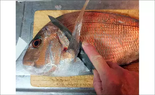 「釣魚で作る「本格イタリアン」レシピ：マダイのバター焼き　レモンでさっぱりと」の画像