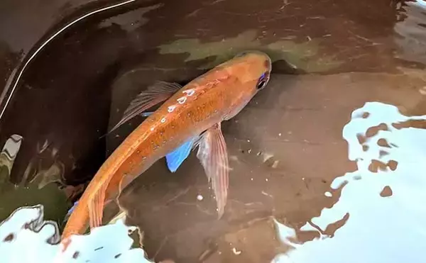 「アジ五目船で本命アジは不発もマダイ手中【和歌山・加太】 低水温で当たり少なく」の画像