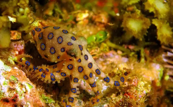 「猛毒タコ「ヒョウモンダコ」が生息域拡大中　他にもいる模様があるタコたち」の画像