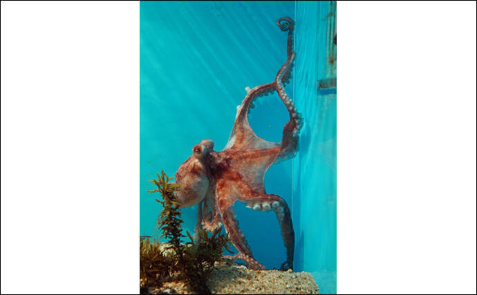 猛毒タコ「ヒョウモンダコ」が生息域拡大中　他にもいる模様があるタコたち