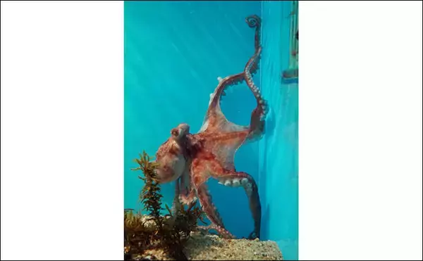 「猛毒タコ「ヒョウモンダコ」が生息域拡大中　他にもいる模様があるタコたち」の画像