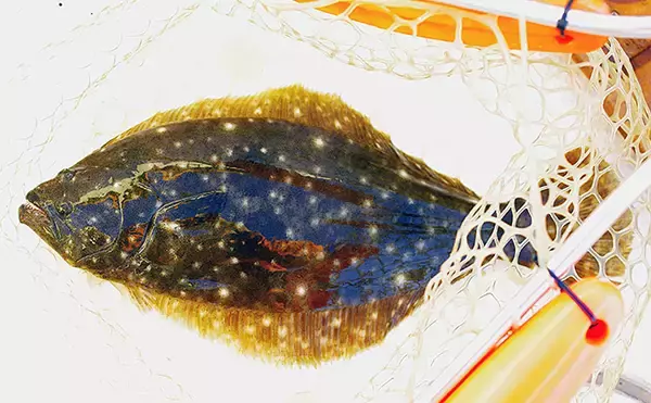 「浅場サーフでのボートルアー釣行で40cmヒラメと43cmマゴチをキャッチ【兵庫】アワセに課題」の画像