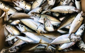 ￼漁港でのサビキ釣りで小アジ130匹手中【福岡】3時間の短時間釣行で満足釣果！