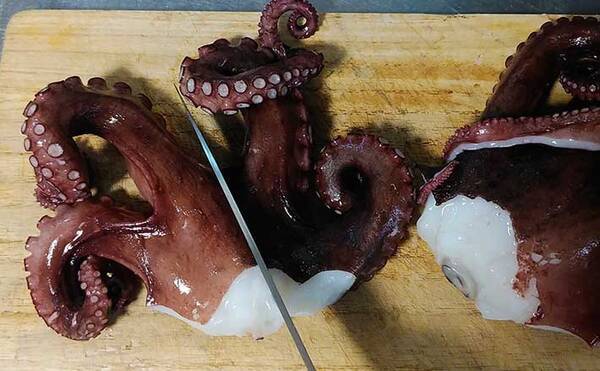 釣ったマダコの下処理 冷凍保存法 2度冷凍する がポイント 22年7月9日 エキサイトニュース