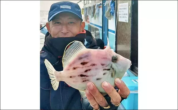 「愛知でカワハギ＆フグ釣りを満喫　刺身＆唐揚げで贅沢食卓に」の画像