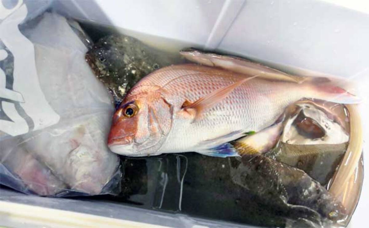 釣ったアジの味が劇的に変わる！ハサミ1本の締め方と氷締めの極意