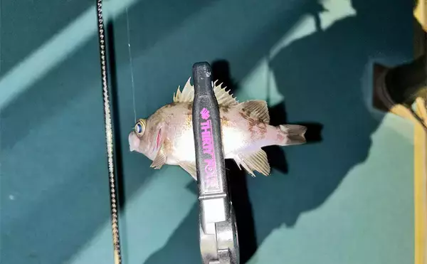 「冬の夜釣りはライトゲームが熱い【熊本・上天草】メバルにカサゴに巨大ヒラもヒット」の画像