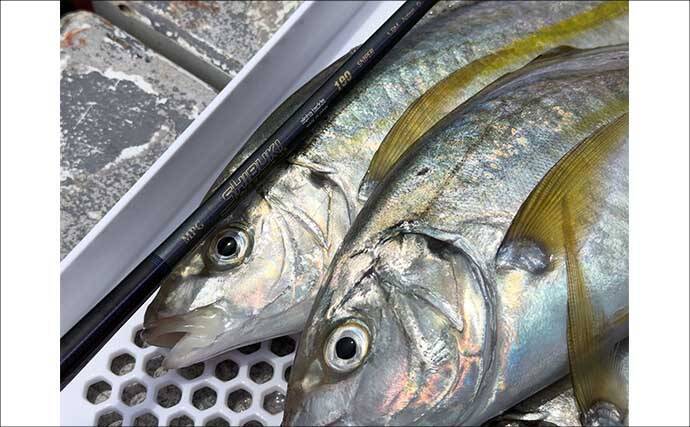 「まきエサは魚を集める物ではない？」シマアジ釣りにおけるまきエサの目的と制御方法を解説