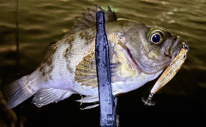 意外と知らないルアー釣りの基本：シングルフックとトレブルフックって何が違うの？