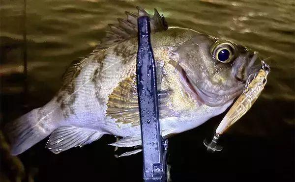 「意外と知らないルアー釣りの基本：シングルフックとトレブルフックって何が違うの？」の画像