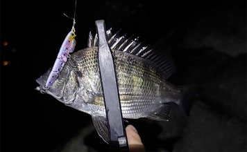 「早くメバリングがしたい！」 泉大津へのメバル調査釣行で小チヌ【大阪】