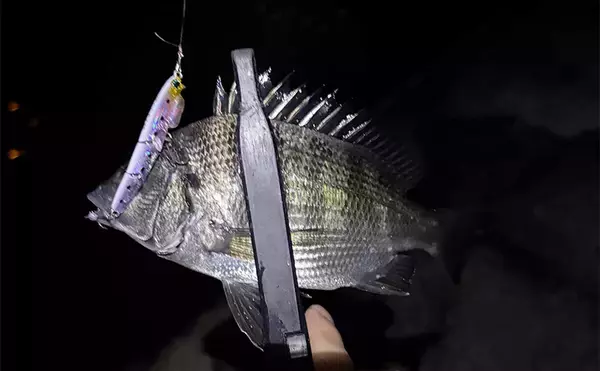 「早くメバリングがしたい！」 泉大津へのメバル調査釣行で小チヌ【大阪】