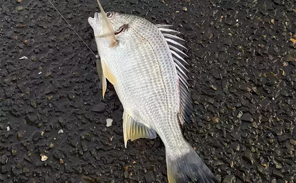 「「早くメバリングがしたい！」 泉大津へのメバル調査釣行で小チヌ【大阪】」の画像