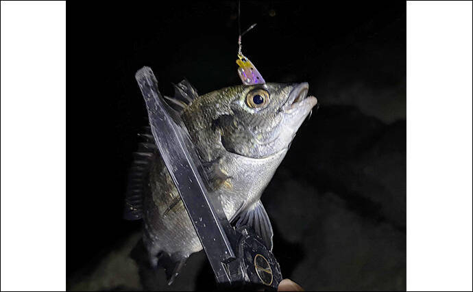 「早くメバリングがしたい！」 泉大津へのメバル調査釣行で小チヌ【大阪】