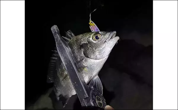 「「早くメバリングがしたい！」 泉大津へのメバル調査釣行で小チヌ【大阪】」の画像