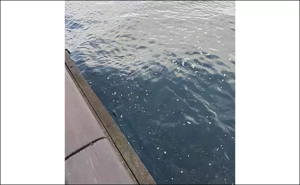 「「早くメバリングがしたい！」 泉大津へのメバル調査釣行で小チヌ【大阪】」の画像