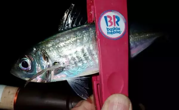 冬のアジングでツ抜け達成も苦戦続き【三重・紀北町】明暗攻略で何とか本命確保