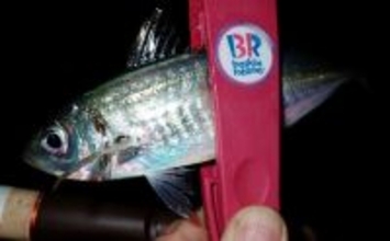 冬のアジングでツ抜け達成も苦戦続き【三重・紀北町】明暗攻略で何とか本命確保