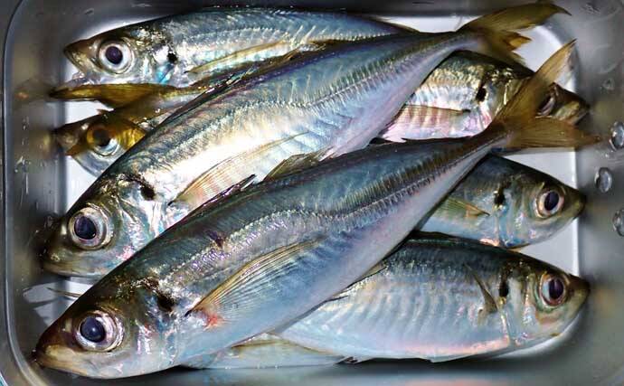 冬のアジングでツ抜け達成も苦戦続き【三重・紀北町】明暗攻略で何とか本命確保