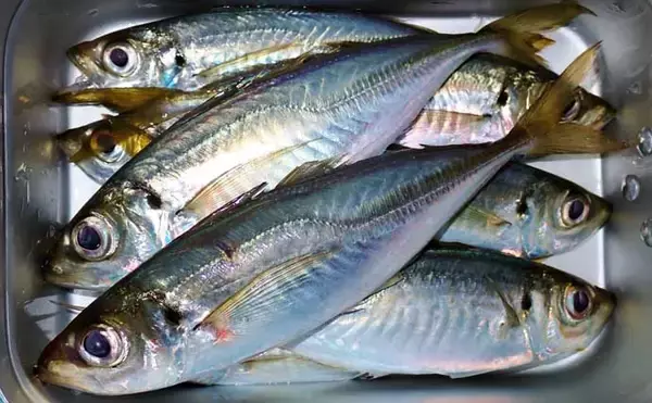 「冬のアジングでツ抜け達成も苦戦続き【三重・紀北町】明暗攻略で何とか本命確保」の画像