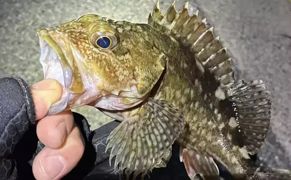 「日本海のポテンシャルを堪能！」ライトゲームでカサゴが入れ食い【島根】