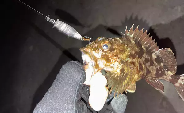 「「日本海のポテンシャルを堪能！」ライトゲームでカサゴが入れ食い【島根】」の画像