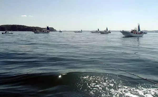 「東京湾で大人気のトラフグを狙う【一之瀬丸】船中3.7kgの良型顔出しもヒットは単発」の画像