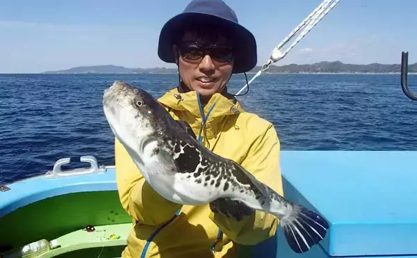 「東京湾で大人気のトラフグを狙う【一之瀬丸】船中3.7kgの良型顔出しもヒットは単発」の画像