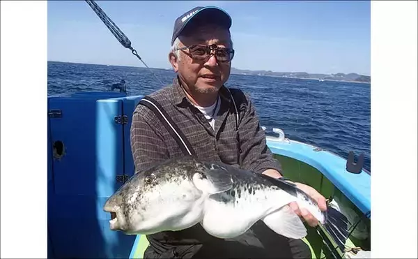 「東京湾で大人気のトラフグを狙う【一之瀬丸】船中3.7kgの良型顔出しもヒットは単発」の画像