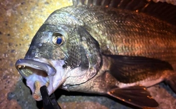春に産卵期を迎える魚たち【アジ・チヌ・サワラ】 パターンを知れば釣果もアップ？