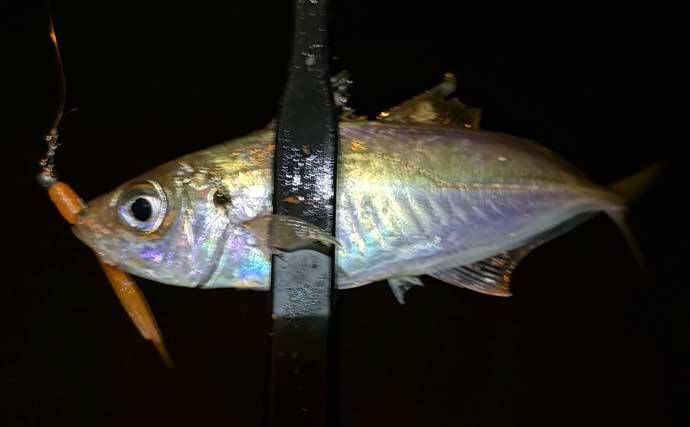 春に産卵期を迎える魚たち【アジ・チヌ・サワラ】 パターンを知れば釣果もアップ？