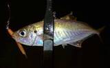 「春に産卵期を迎える魚たち【アジ・チヌ・サワラ】 パターンを知れば釣果もアップ？」の画像2