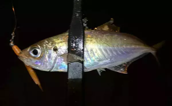 「春に産卵期を迎える魚たち【アジ・チヌ・サワラ】 パターンを知れば釣果もアップ？」の画像