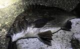 「春に産卵期を迎える魚たち【アジ・チヌ・サワラ】 パターンを知れば釣果もアップ？」の画像3