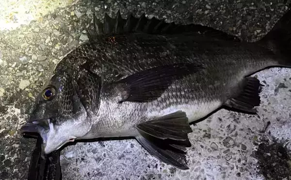 「春に産卵期を迎える魚たち【アジ・チヌ・サワラ】 パターンを知れば釣果もアップ？」の画像