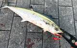 「春に産卵期を迎える魚たち【アジ・チヌ・サワラ】 パターンを知れば釣果もアップ？」の画像4