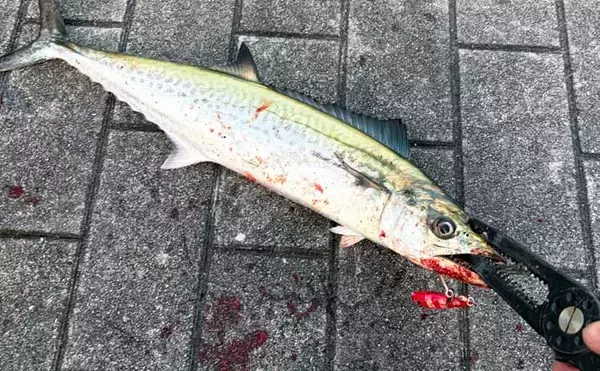 「春に産卵期を迎える魚たち【アジ・チヌ・サワラ】 パターンを知れば釣果もアップ？」の画像