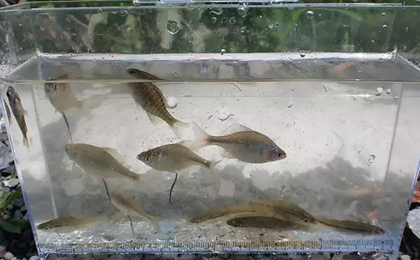 「『WakuWakuField野田幸手園』でタナゴ釣りの奥深さに触れる【千葉】」の画像