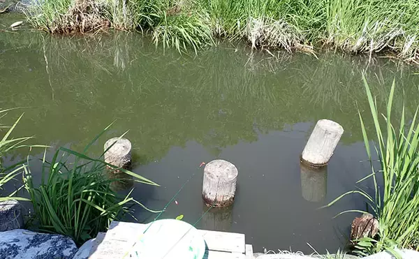「『WakuWakuField野田幸手園』でタナゴ釣りの奥深さに触れる【千葉】」の画像