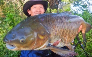 荒川で22kg超ソウギョをキャッチ　釣り開始15分で本命ヒットの出来過ぎ釣行