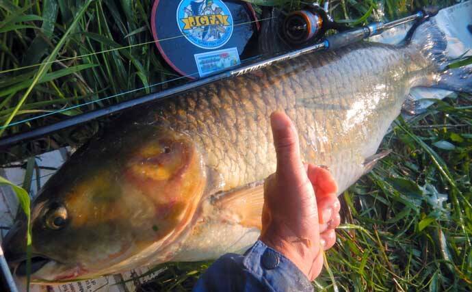 荒川で22kg超ソウギョをキャッチ　釣り開始15分で本命ヒットの出来過ぎ釣行