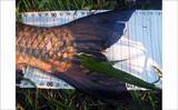 「荒川で22kg超ソウギョをキャッチ　釣り開始15分で本命ヒットの出来過ぎ釣行」の画像7