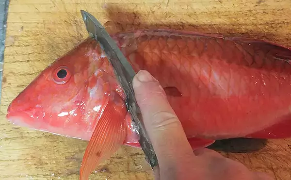 「釣った「オジサン」で作るネギみそレシピ　甘めに仕上げてご飯のお供に」の画像