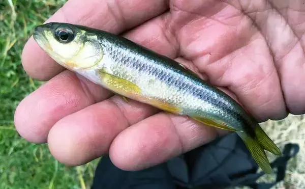 「真冬の淡水小物釣りでカワムツとタモロコ手中　オフシーズンの攻略法3選」の画像