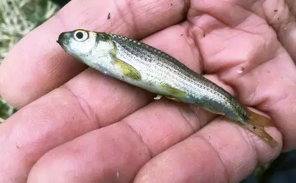 「真冬の淡水小物釣りでカワムツとタモロコ手中　オフシーズンの攻略法3選」の画像